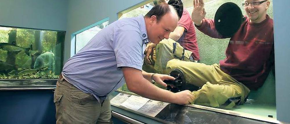 Spezialisten bei der Arbeit: Die im Naturkundemuseum gezeigten heimischen Raubfische Hecht und Wels erhalten ein neues Zuhause.