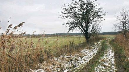 Idyllisch, aber trocken. Die Rieselfelder im Süden von Teltow und Stahnsdorf locken zum Spaziergang. Etwas Wasser könnte die Landschaft vielleicht wieder aufblühen lassen. Das Umweltministerium hat jedoch große Bedenken.