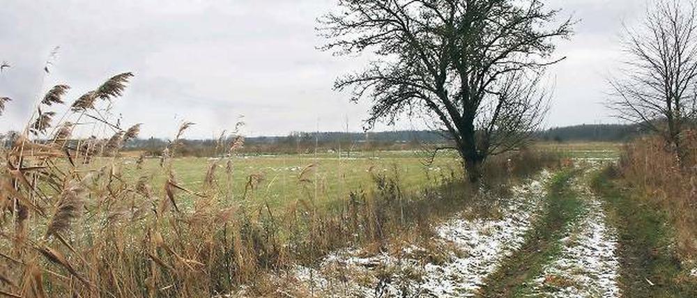 Idyllisch, aber trocken. Die Rieselfelder im Süden von Teltow und Stahnsdorf locken zum Spaziergang. Etwas Wasser könnte die Landschaft vielleicht wieder aufblühen lassen. Das Umweltministerium hat jedoch große Bedenken.