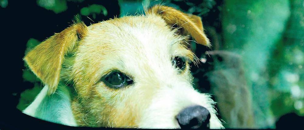 Laufen ist in. Im Auto fahren kann jeder Hund.