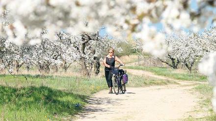 Wächst hier bald nur noch Mais? Im Obst- und Gartenbauverein Werder fürchtet man, von Energiewirten verdrängt zu werden.