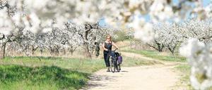 Wächst hier bald nur noch Mais? Im Obst- und Gartenbauverein Werder fürchtet man, von Energiewirten verdrängt zu werden.