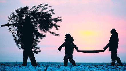 Verbundenheit mit dem heimischen Wald. Das Weihnachtsbaumschlagen ist für viele Familien ein Erlebnis.