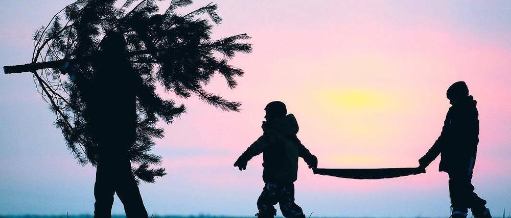 Verbundenheit mit dem heimischen Wald. Das Weihnachtsbaumschlagen ist für viele Familien ein Erlebnis.