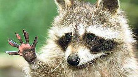 Jetzt auch in Geltow: Der Waschbär lässt grüßen!