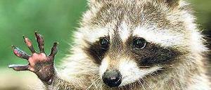 Jetzt auch in Geltow: Der Waschbär lässt grüßen!