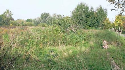 Stiftungseigentum. Laut Abstimmung im Bürgerhaushalt könnten sich viele Potsdamer auf dieser Vorfläche zum Babelsberger Park an der Nuthestraße einen schönen Fußballplatz vorstellen  die Stiftung lehnt das als Beeinträchtigung des Welterbes ab.