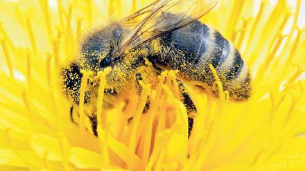 Voller Blütenstaub sitzt diese Biene in einer Löwenzahnblüte. An diesem Wochenende treffen sich die deutschen Imker in Potsdam zu ihrer Jahrestagung.
