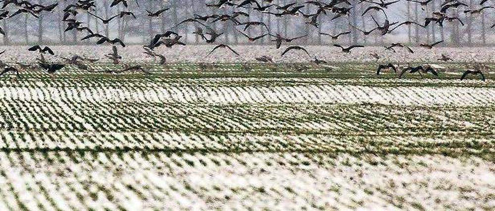 Auf fruchtbarem Boden. Eine Landschaft wie aus Lutz Seilers im felderlatein.