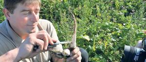 Klein aber fein. Rübchenbauer Uwe Schäreke bei der Ernte der ersten Teltower Rübchen in diesem Jahr. Auch über seinen Acker könnten bald Flugzeuge fliegen.