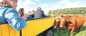 Antiautoritäre Rindererziehung. Die Teilnehmer eines Kuhüteseminars beobachten in Zempow eine Kuhherde auf einer Weide.