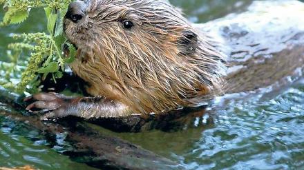Umsiedlung. Biber sollen in die Uckermark gebracht werden.