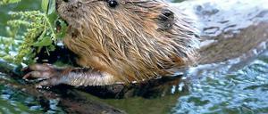 Umsiedlung. Biber sollen in die Uckermark gebracht werden.