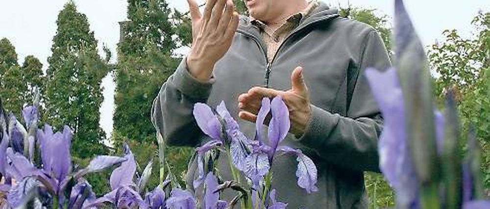 Seltene Bestände. Der Kustos des Botanischen Gartens, Michael Burkart, vor einem Feld mit Sibirischen Schwertlilien, von denen es in Brandenburg nur noch wenige Populationen gibt. Das letzte lebende Exemplar einer Population von Wiesenküchenschellen (l.u.) fand Burkart auf einem westhavelländischen Moränenhügel. Von der Sand-Pfingstnelke (l.o.) gibt es weltweit nur noch vier wildlebende Populationen, zwei davon in Brandenburg und zwei in Polen.