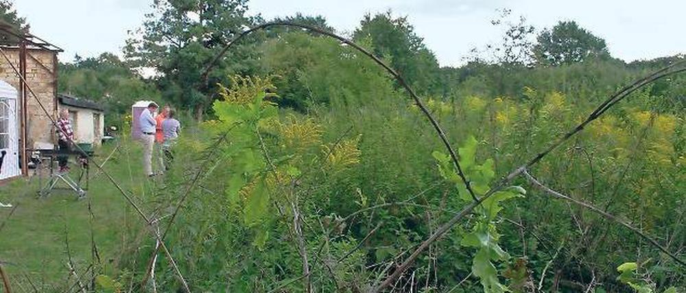 Im Fliedergarten gibt es eine große Wildnis und zu wenig Eigeninitiative