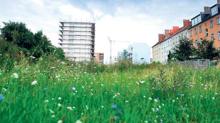 Umkämpftes Gebiet. Der ehemalige Mauerstreifen in Mitte.