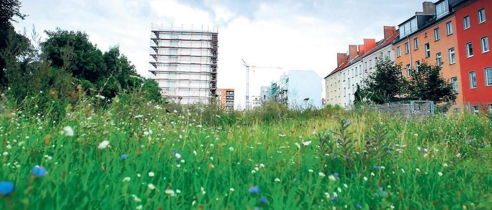 Umkämpftes Gebiet. Der ehemalige Mauerstreifen in Mitte.