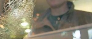 Wecken die Gier von kriminellen Tierhändlern: Seltene Schildkröten.