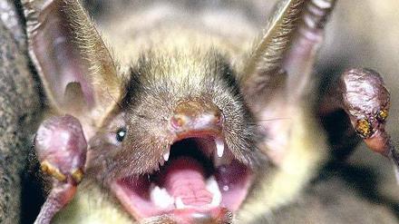 Keine Blutsauger: Eine Fledermaus  wie sie im Park Sanssouci vorkommt.