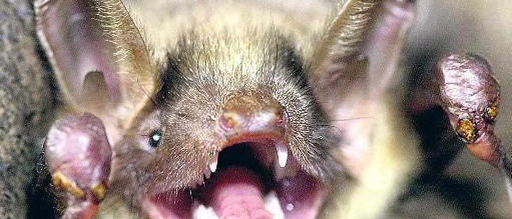 Keine Blutsauger: Eine Fledermaus  wie sie im Park Sanssouci vorkommt.