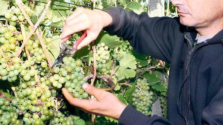 Zeit für Federweißer. Auf dem Werderaner Wachtelberg werden jetzt die Trauben für den neuen Federweißer gelesen. Mit einem kleinen Fest wird Winzer Manfred Lindicke am Samstag die Saison für den spritzigen Wein eröffnen.