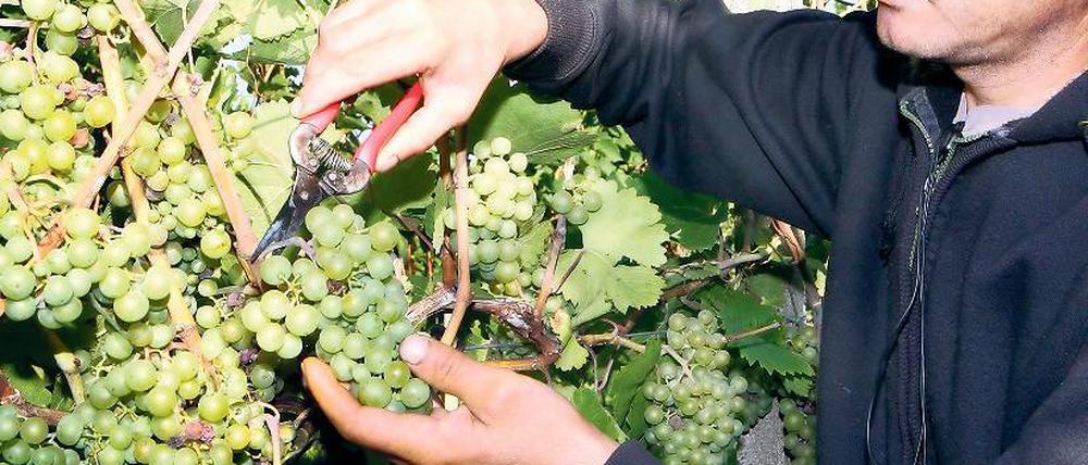 Zeit für Federweißer. Auf dem Werderaner Wachtelberg werden jetzt die Trauben für den neuen Federweißer gelesen. Mit einem kleinen Fest wird Winzer Manfred Lindicke am Samstag die Saison für den spritzigen Wein eröffnen.