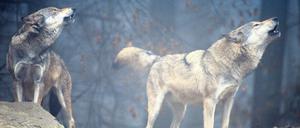 Neue Reviere. Brandenburgweit wird inzwischen von 25 Wölfen plus Jungtieren ausgegangen.