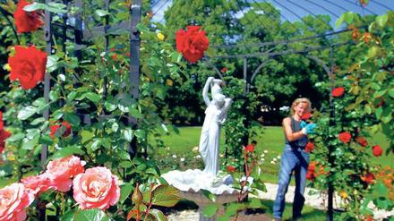 Rosen, so weit das Auge blickt. Forst hat Chancen zur Ausrichtung der ersten Deutschen Rosenschau seit 1940 im Jahr 2013.