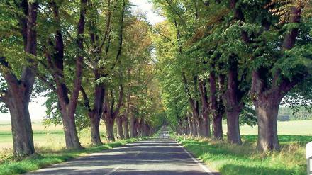 Grüner Tunnel. Umweltverbände wollen die Alleen in Brandenburg dauerhaft erhalten. Die Initiatoren von Rettet Brandenburgs Alleen fordern, dass aus Gründen der Verkehrssicherheit gefällte Bäume mindestens im Verhältnis 1:1 nachgepflanzt werden.