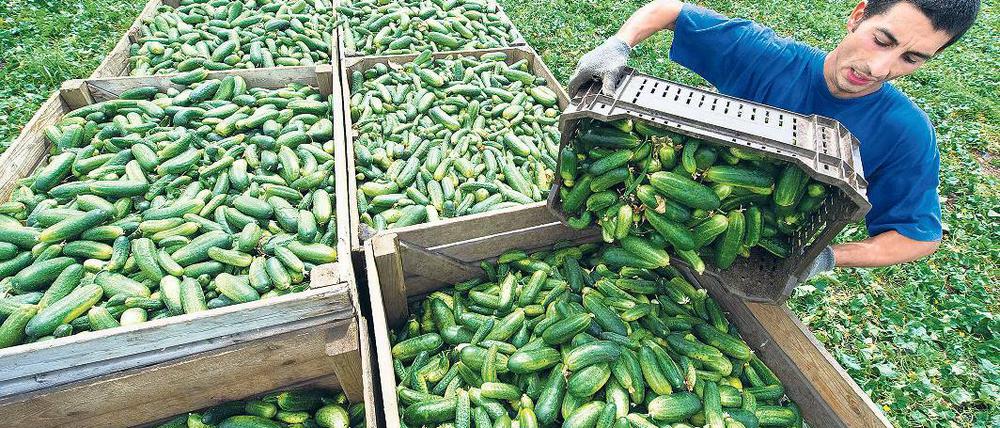 Gute Ernte schlechte Aussichten. Die vom Land verordnete Reduzierung der Agrarfördermittel macht den Ökobauern Sorgen. Hier ein Bild aus dem Spreewald.