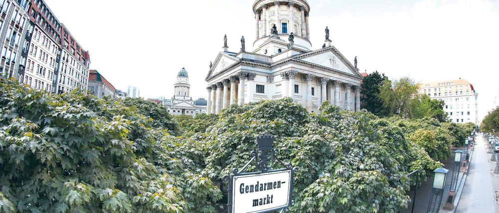 Bäume des Anstoßes. Die Ahorne auf dem Gendarmenmarkt sollen weg  für eine Umgestaltung des Areals. 
