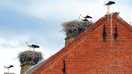 Störche en gros. Nest an Nest auf den Dächern.