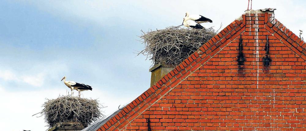 Störche en gros. Nest an Nest auf den Dächern.
