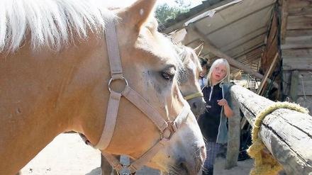 Auf dem Pferdehof. Die Schulponys der Reitschule werden von den Kindern gepflegt, nachdem die Teenies ihre ersten Reitstunden hinter sich gebracht haben.