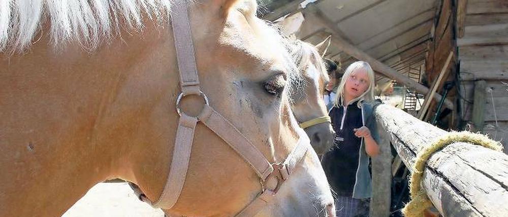 Auf dem Pferdehof. Die Schulponys der Reitschule werden von den Kindern gepflegt, nachdem die Teenies ihre ersten Reitstunden hinter sich gebracht haben.