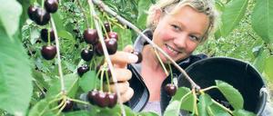 Erntezeit. Auf dem Obstgut Marquardt können Gäste Kirschen pfücken wie hier eine Besucherin am Wochenende. Doch wegen der extremen Wetterbedingungen in diesem Jahr kämpft das Obstgut von Manfred Kleinert um seine Existenz.