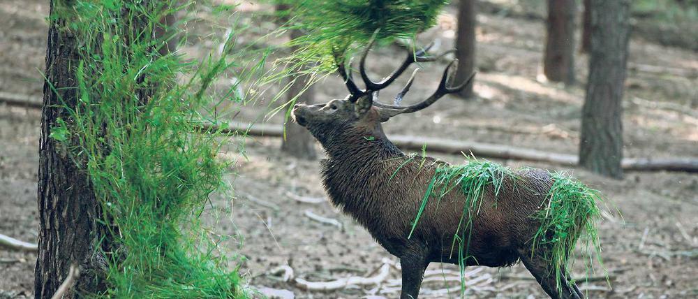 Platzhirsch. Seinen Chefplatz in der Schorfheide hat dieser Rothirsch bei Groß Schönebeck besetzt. Die Menschen haben mehr Probleme mit der rechten Stellenbesetzung im Reservat.