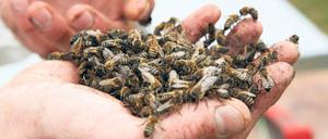 Ein guter Imker hat seine Bienen natürlich im Griff.