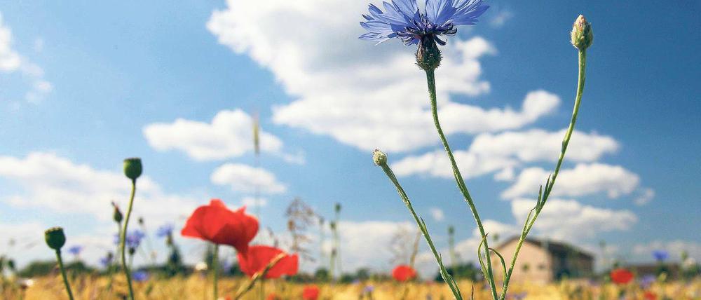 Der Fläming punktet mit landschaftlichen Reizen. Die Region soll für Naturtouristen noch attraktiver werden.