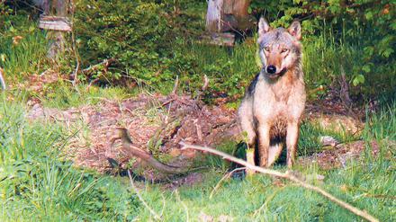 Wanderer. Der Wolf links, den im Jahr 2008 ein Jäger in Nordhessen fotografierte, stammte aus dem märkisch/sächsischen Rudel. Der Wolf rechts tappte in auf dem alten Bombodrom-Gelände bei Wittstock in eine Fotofalle des Landesumweltamtes Brandenburg.