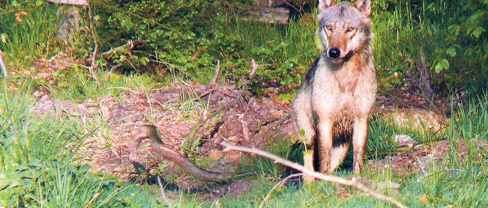 Wanderer. Der Wolf links, den im Jahr 2008 ein Jäger in Nordhessen fotografierte, stammte aus dem märkisch/sächsischen Rudel. Der Wolf rechts tappte in auf dem alten Bombodrom-Gelände bei Wittstock in eine Fotofalle des Landesumweltamtes Brandenburg.
