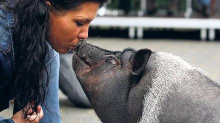Auch ein Hund braucht ein wenig Schwein, um beim Filmcasting zu gewinnen.