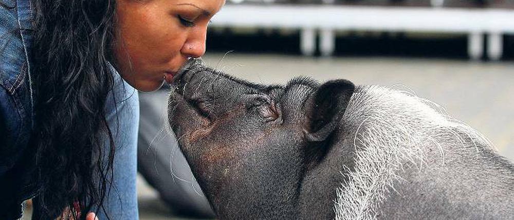 Auch ein Hund braucht ein wenig Schwein, um beim Filmcasting zu gewinnen.