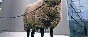 Auf das Schaf gekommen. Forscher der Universität Potsdam analysieren im Jahr der Artenvielfalt auch, wie Schafe zur Artenvielfalt auf Wiesen beitragen.