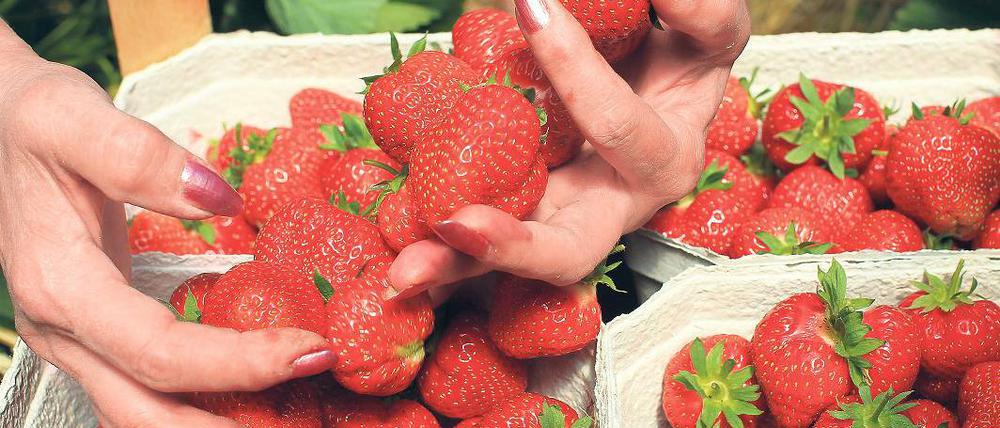 Zu kalt für Erdbeeren erst ab 10. Juni sollen sie richtig schmecken.