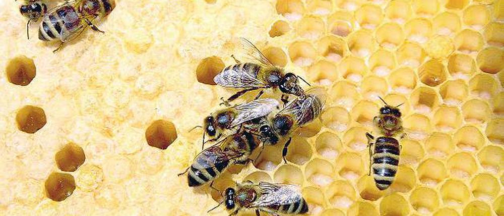 Honigbiene. Bienen auf der Wabe kümmern sich um ihre Brut.