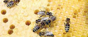 Honigbiene. Bienen auf der Wabe kümmern sich um ihre Brut.