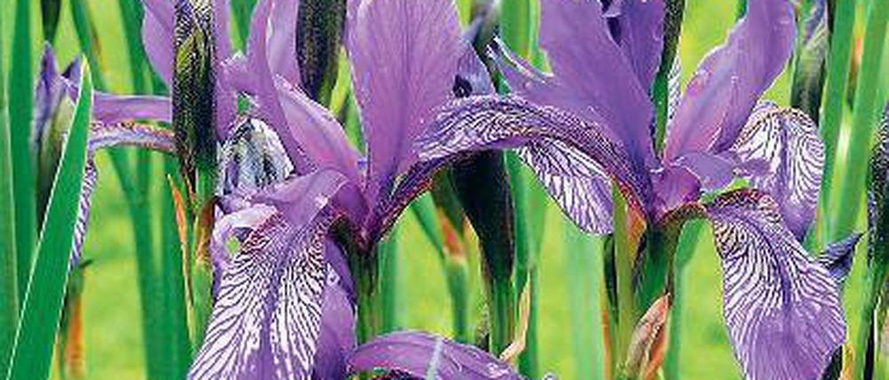 Iris sibirica. Sibirische Schwertlilie.