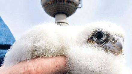 Aus dem Nest geholt. Auch in Berlin gibt es Wanderfalken. Dieses 20 Tage alte Kücken ist eines von drei Jungtieren, die schon vor fünf Jahren zum Wiegen und Messen aus ihrem Nest in der Turmspitze des Roten Rathauses geholt wurden.