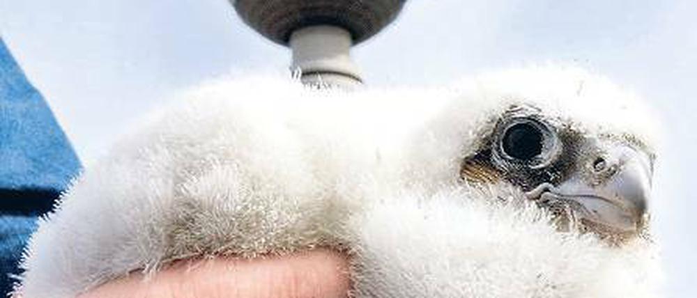 Aus dem Nest geholt. Auch in Berlin gibt es Wanderfalken. Dieses 20 Tage alte Kücken ist eines von drei Jungtieren, die schon vor fünf Jahren zum Wiegen und Messen aus ihrem Nest in der Turmspitze des Roten Rathauses geholt wurden.